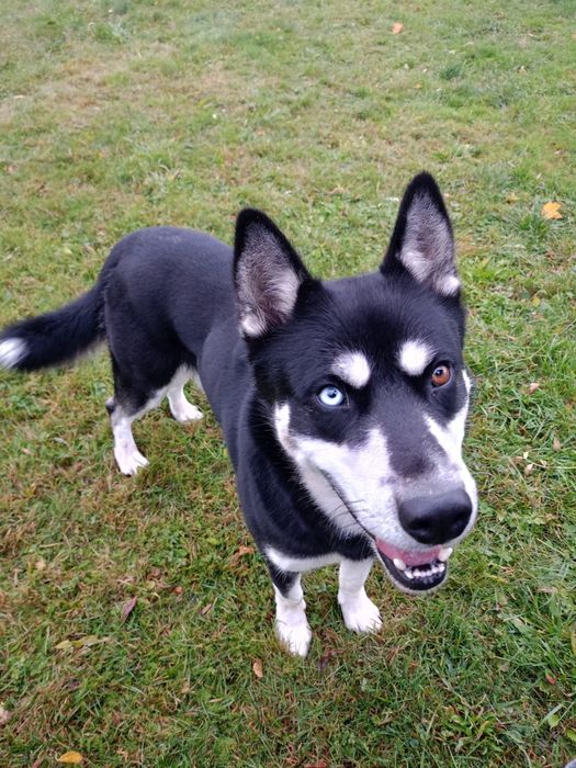 Młody pies szuka domu