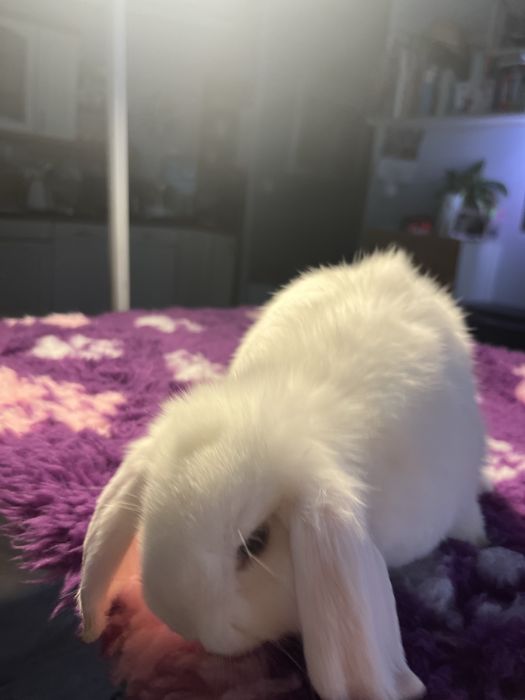 Sprzedam Mini Lop chłopec