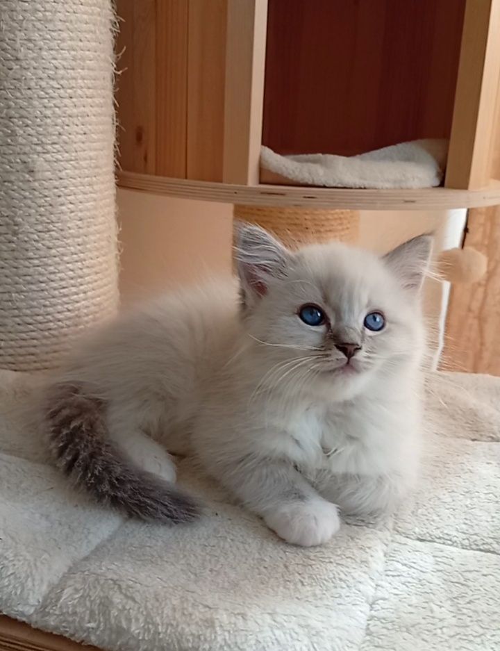 Ragdoll kociak FPL