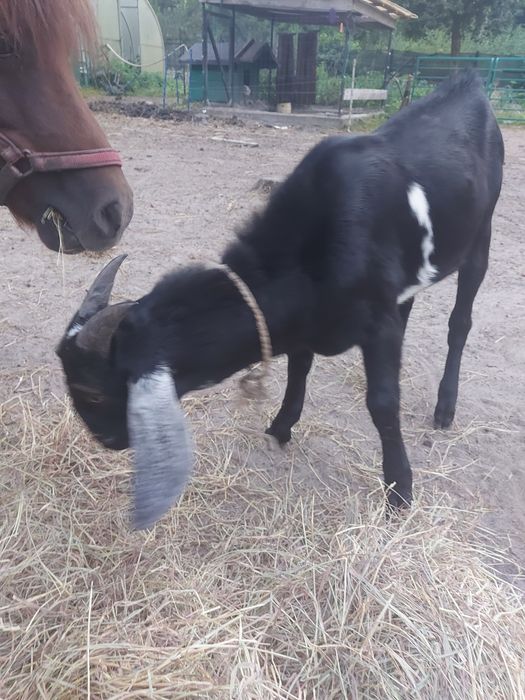 Kozioł cap koziołek (koza)