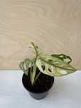 Monstera Adansonii Variegata