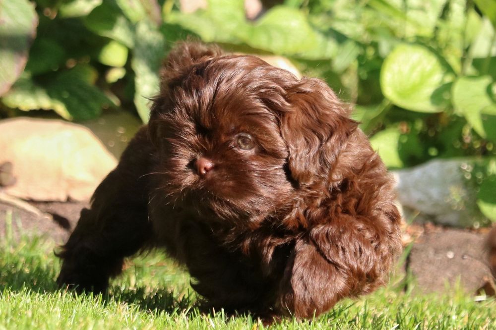 Piękny czekoladowy piesek shih tzu
