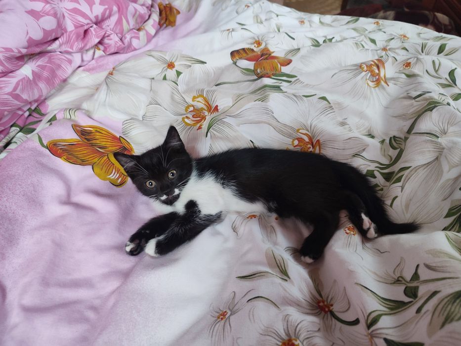 Кошенята у добрі руки