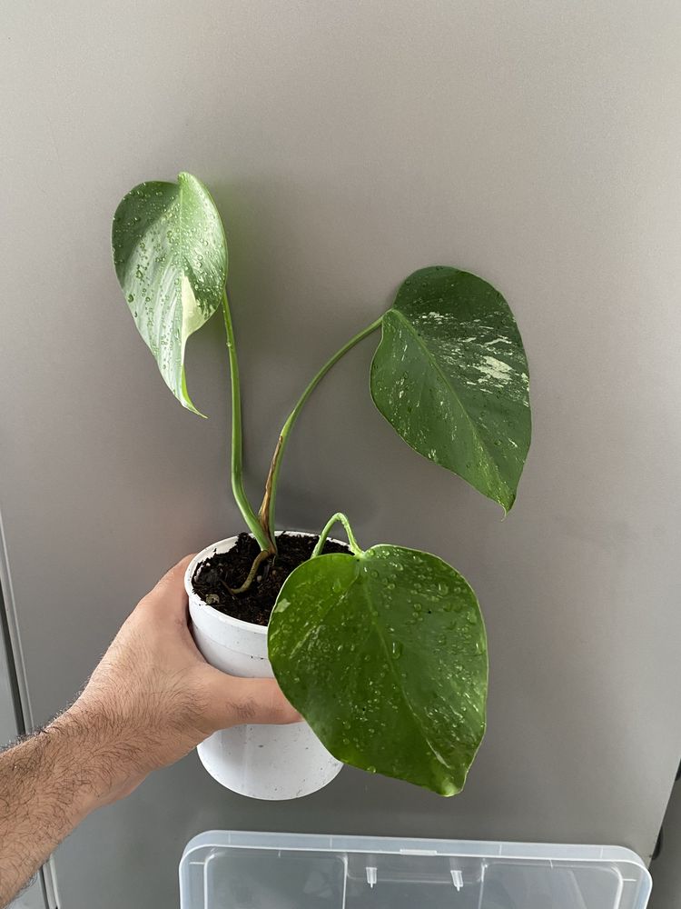Variegata monstera podas
