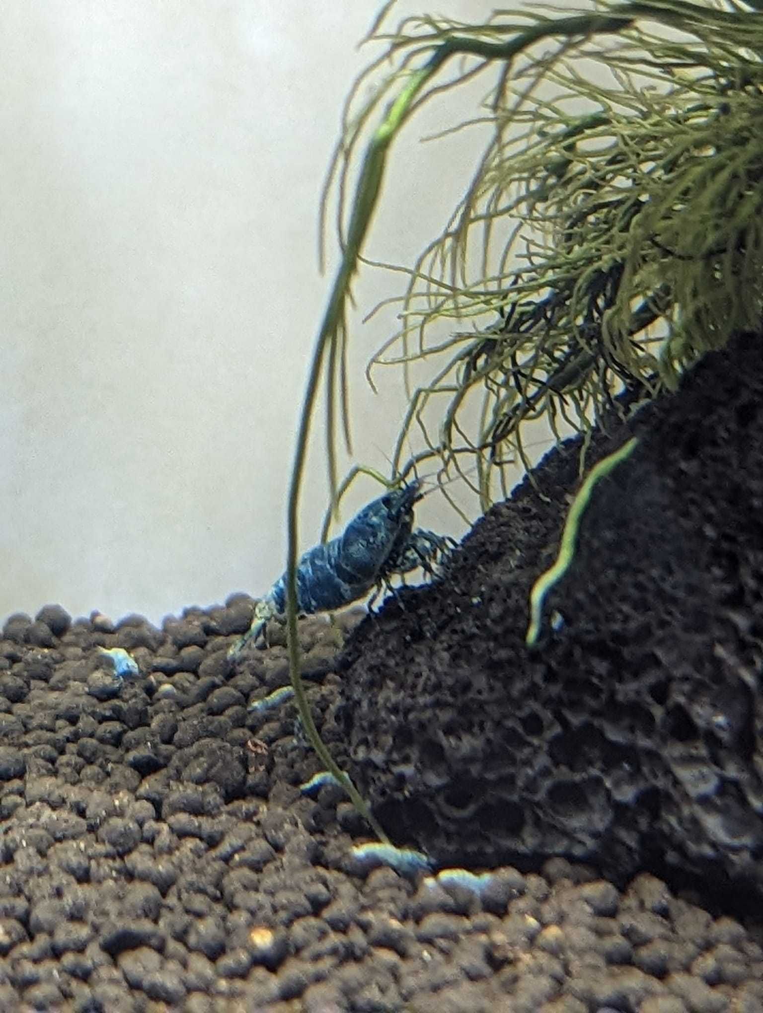 Krewetki Caridina Blue Bolt