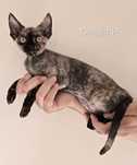ZAREZERWOWANA - Eloise Yin Omaya*PL - Cudowna koteczka devon rex
