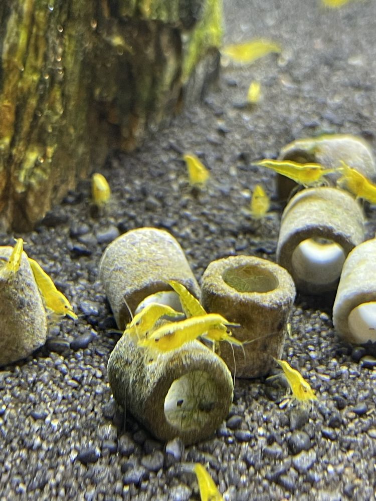 Krewetki - Neocaridina Yellow Neon - 10 sztuk