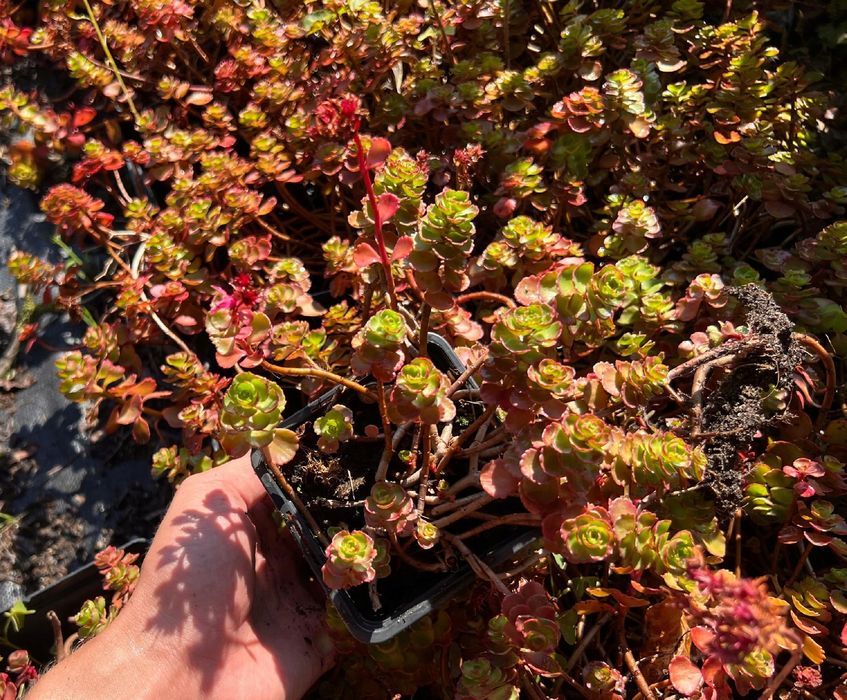 Rozchodnik kaukaski 'Dragon's Blood' (Sedum) P9