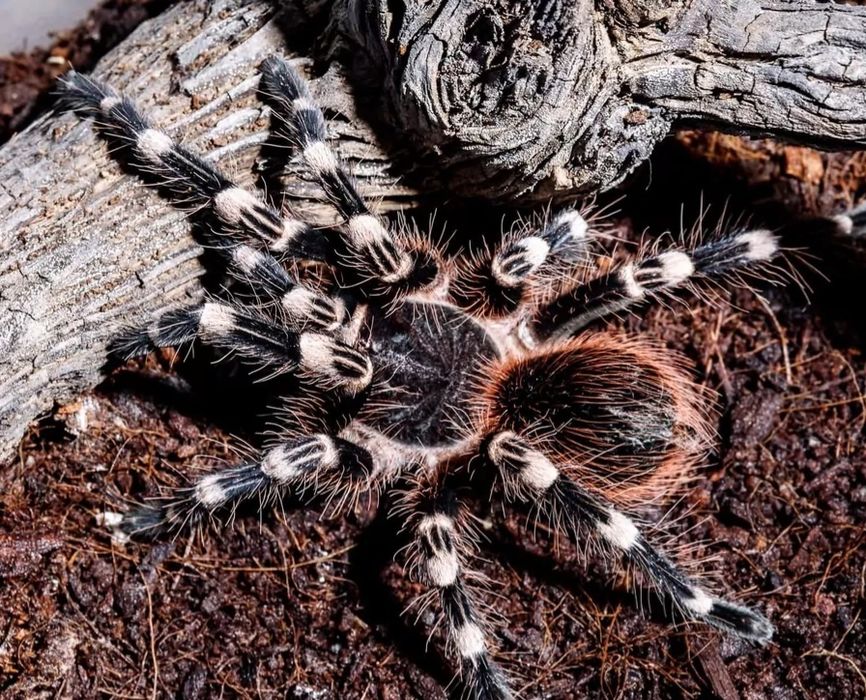 Pajak ptasznik Acanthoscurria geniculata