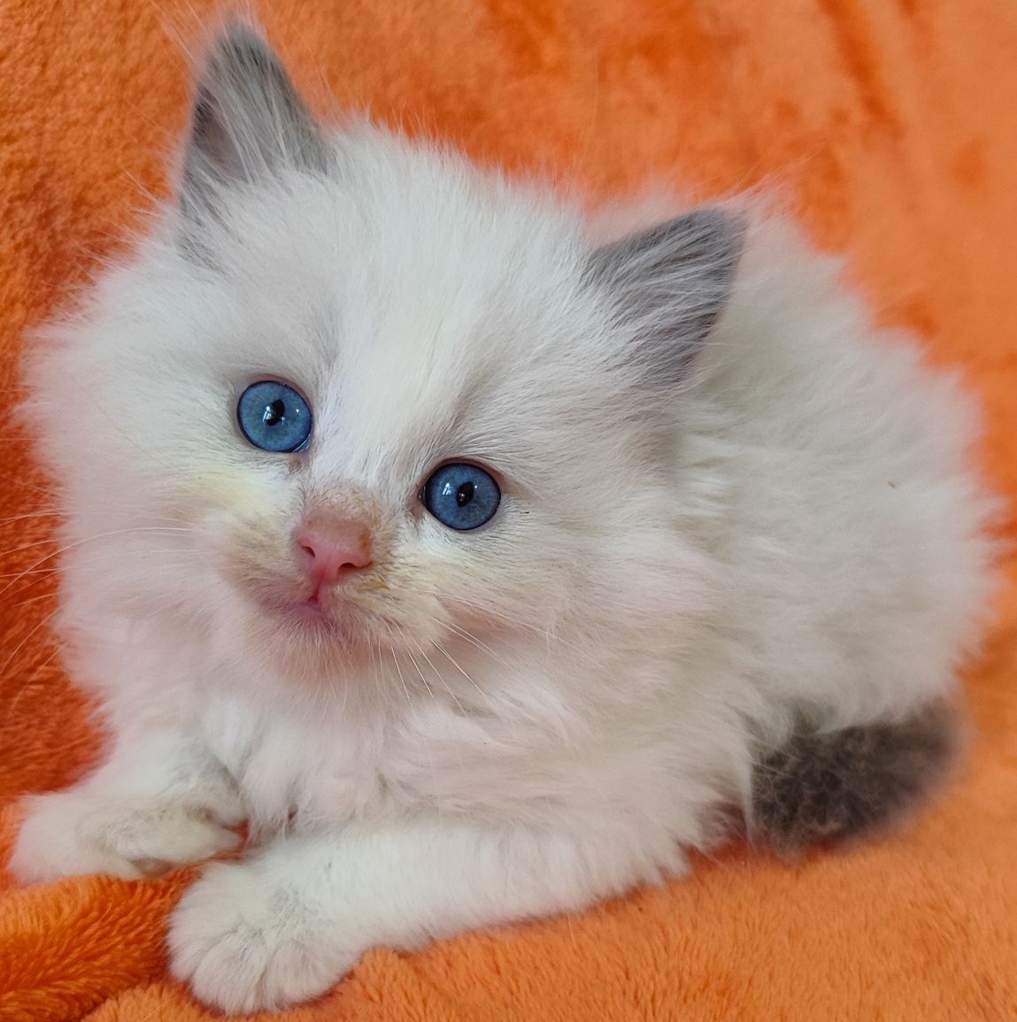 Niebieski kocurek ragdoll  po ICH z rodowodem FPL /FIFE