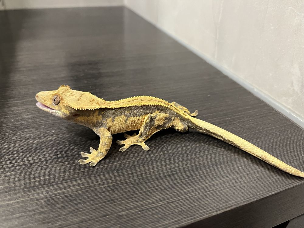 Gekon orzęsiony EMG1 samiec ciliatus crested gecko