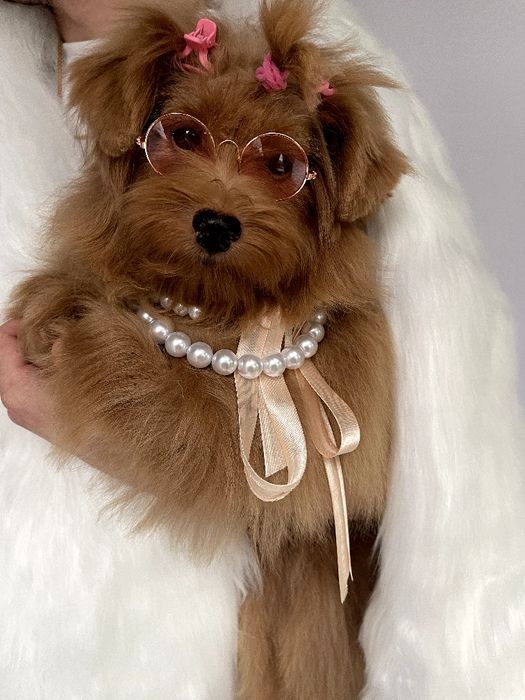 Помапу — Пухнасті принцеси хочуть до вас