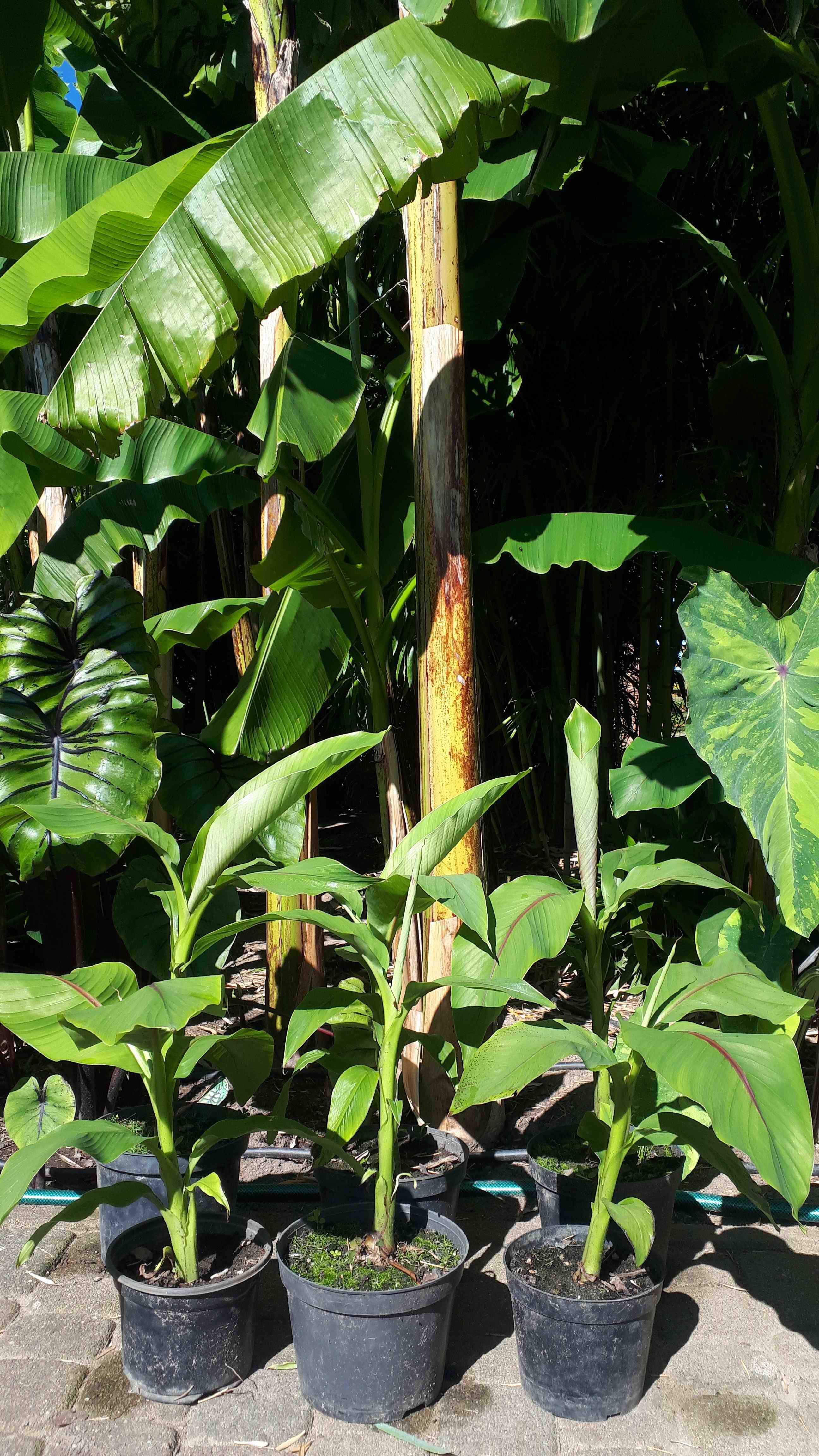 Bananowce i inne rośliny egzotyczne