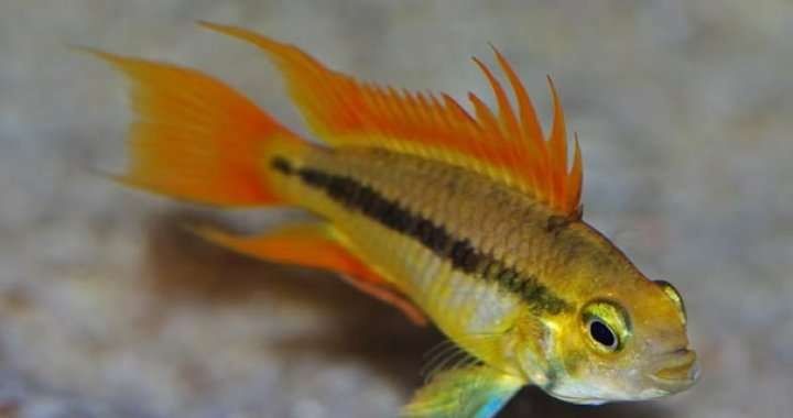 Pielegniczka kakadu 2+1