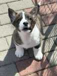 Welsh Corgi Cardigan szczenie FCI