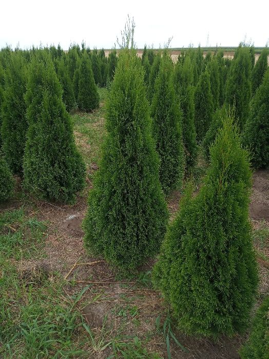 Tuja szmaragd,brabanta do 250cm, gęste, SADZIMY,Świerk serbski,srebrny