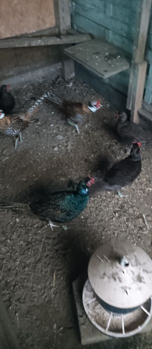 Bażanty łowne mongolskie i krolewskie