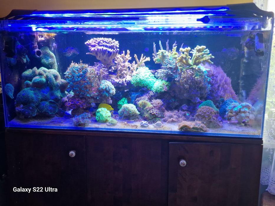 Akwarium 360 l + sump i szafka drewniana