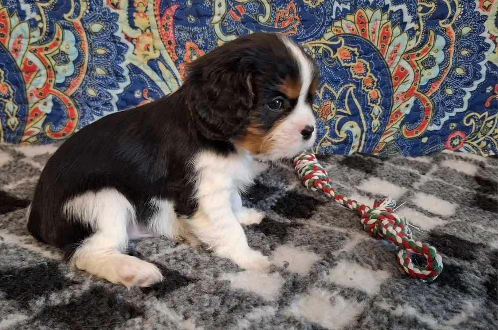 Cavalier Tricolor Macho