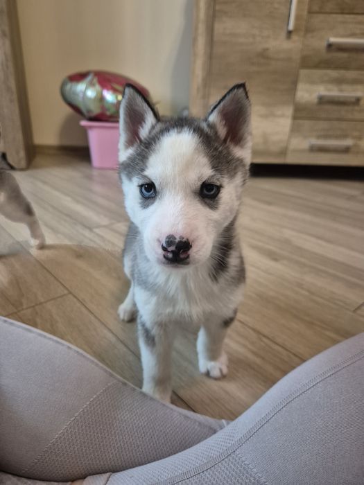 Suczka Syberian Husky