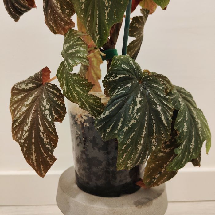 BEGONIA ACONITIFOLIA // planta interior