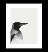 Plakat Czarno-biały, Pingwin