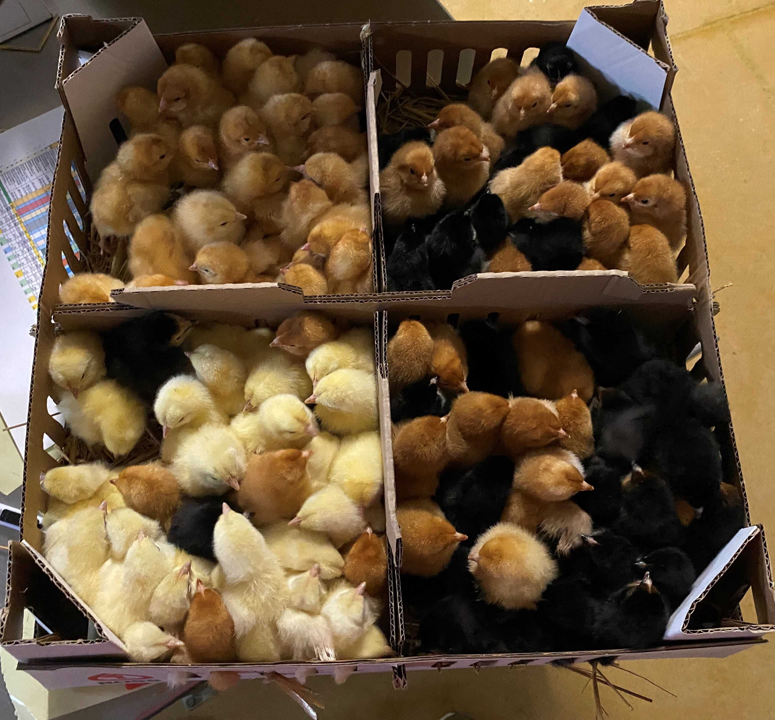 Kurczaki pisklęta nioski, Leghorn, Greenshell, Sussex, Rosa, Araucana