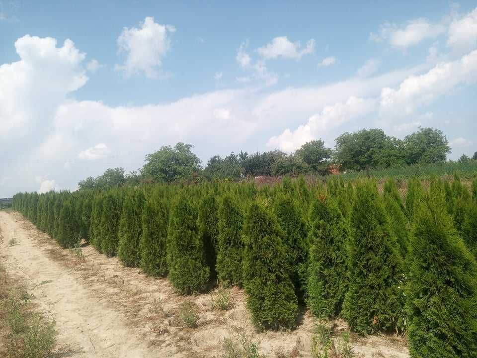 Tuja thuja szmaragd w doniczkach 140-160cm Dostawa