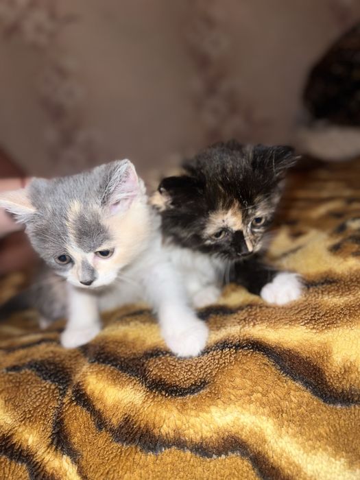 Отдам котят, только в хорошие ручки, харков, безплатно