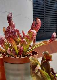 Sarracenia Scarlet Belle