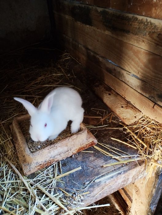Króliki termondzkie młode 6 szt