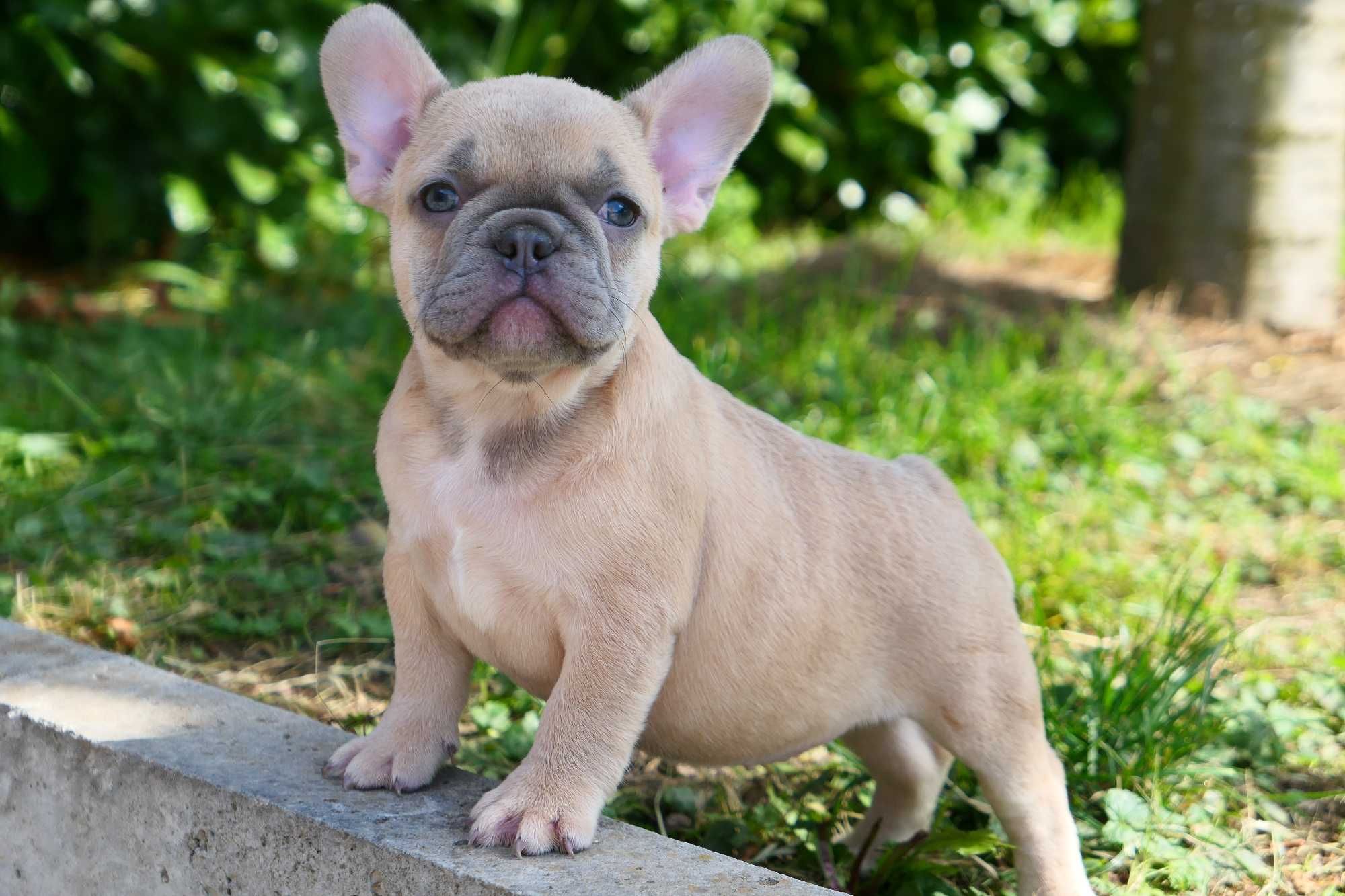 Buldog Francuski- Suczka