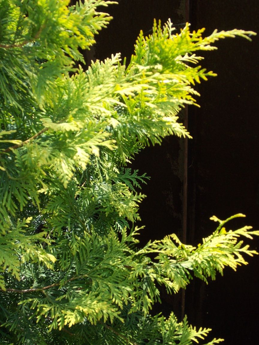 Туя західна  'Європа Голд' (Thuja occidentalis 'Europe Gold')