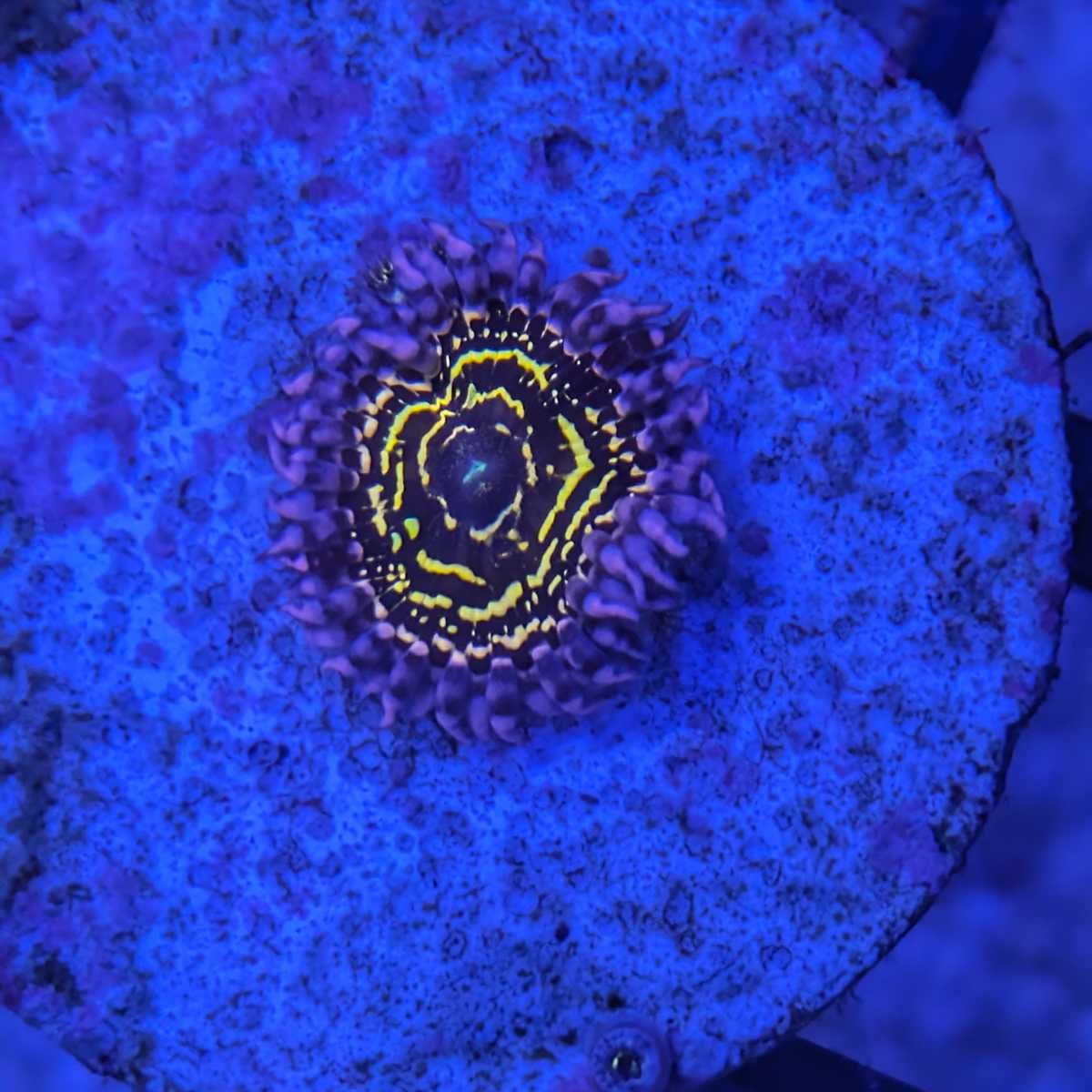 Zoanthus Stratopshere zoa 1 polyp