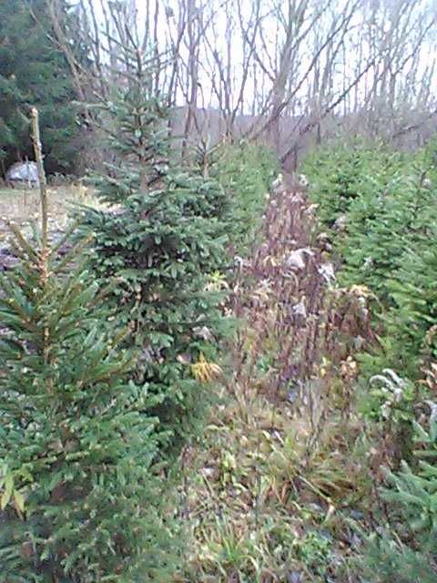 świerk pospolity formowany  , choinki świąteczne