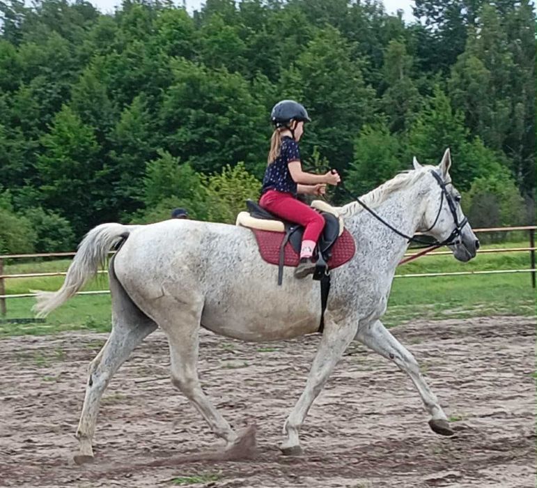 *** Spokojna klacz-rekreacja, koń rodzinny ***
