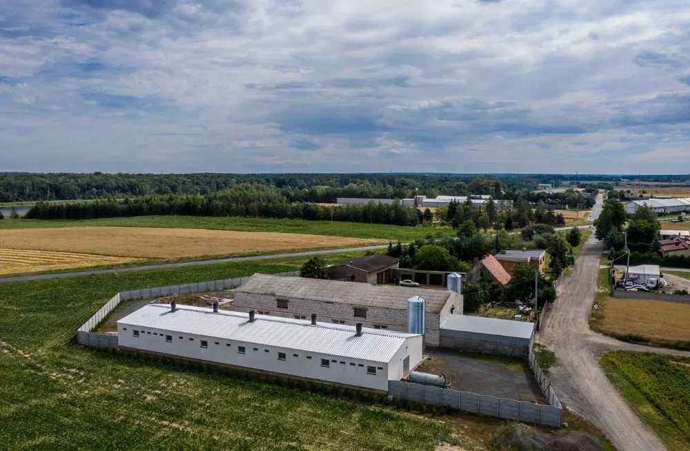 Budowa obory wolnostanowiskowej obora na rusztach mleczne jałówki