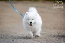 Szczenię Samoyed ZKWP/FCI gotowy do zmiany domu