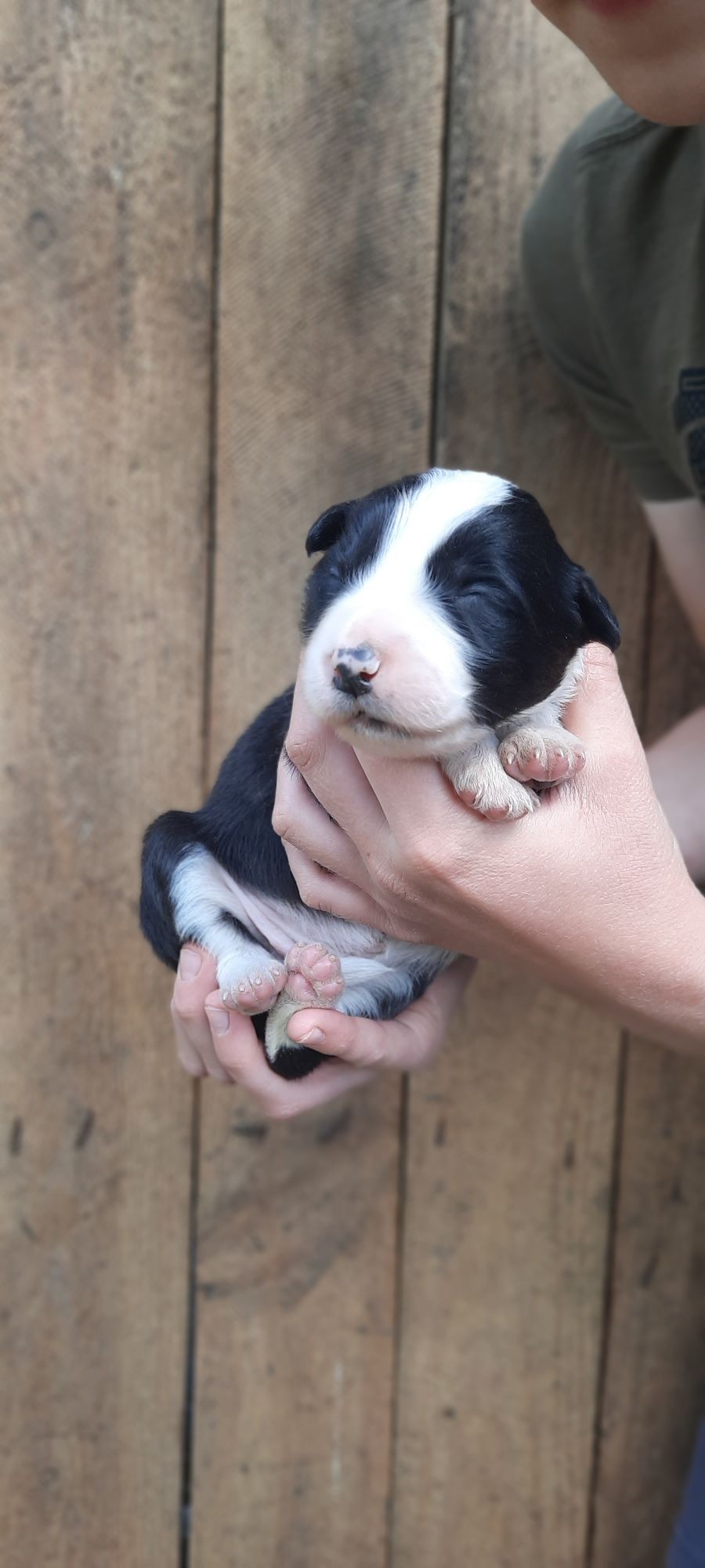 Border collie,  suczka