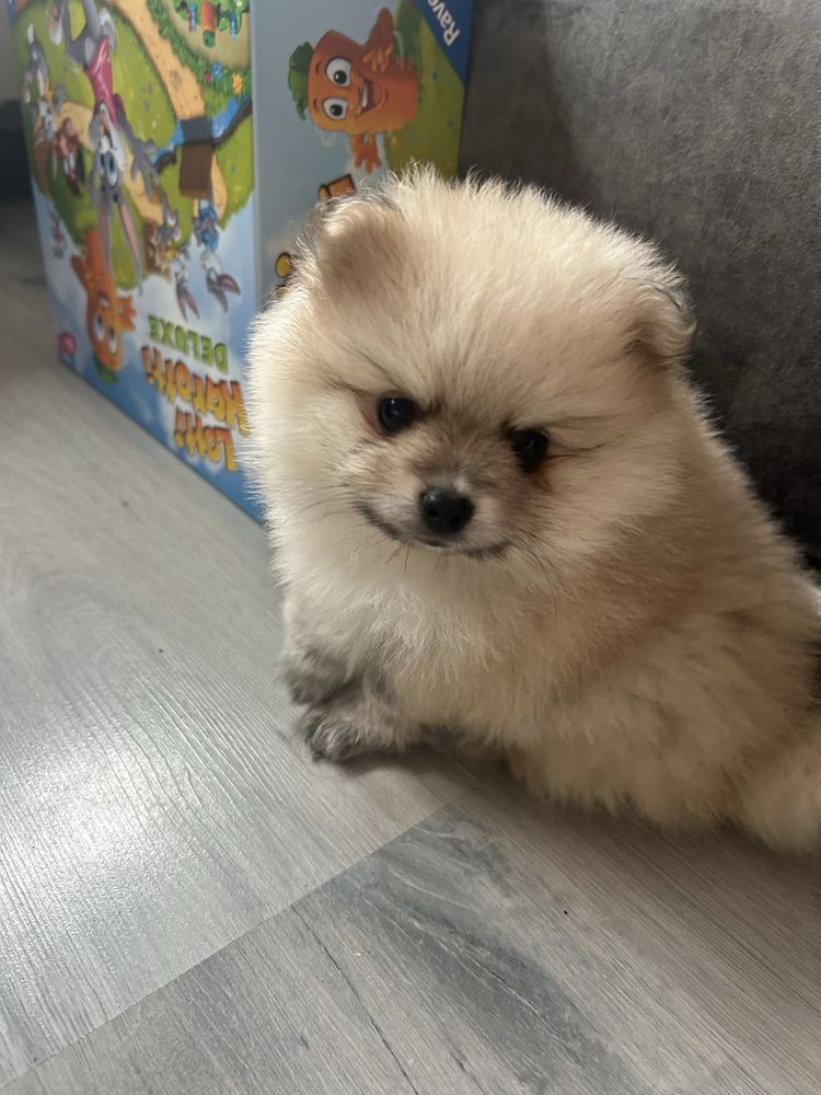Pomeranian Szpic Miniaturowy