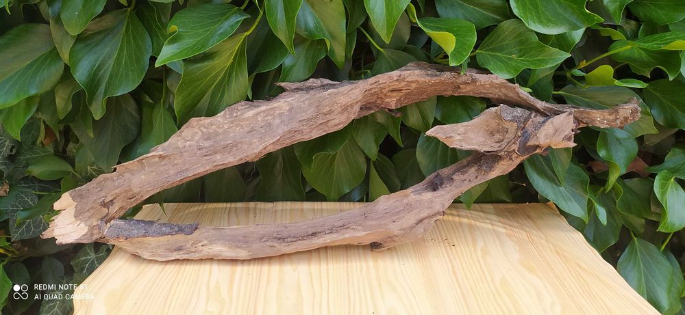 Bardzo duże drewno do akwarium-60 cm+ grati mech