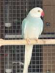 Ring neck Azul cc