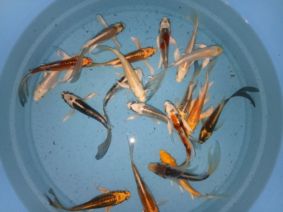 Carpas koi de véu