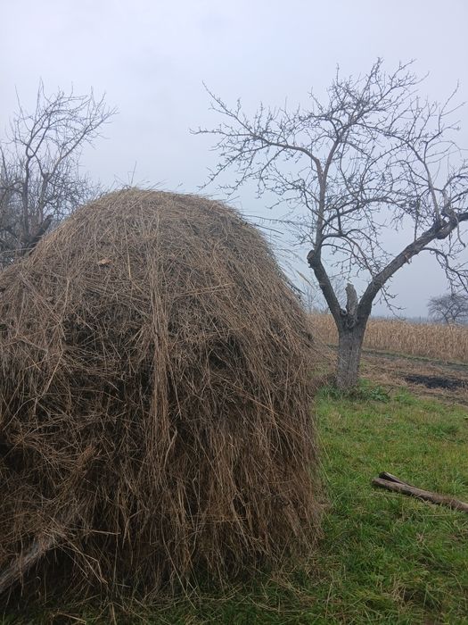 Продам сіно nays