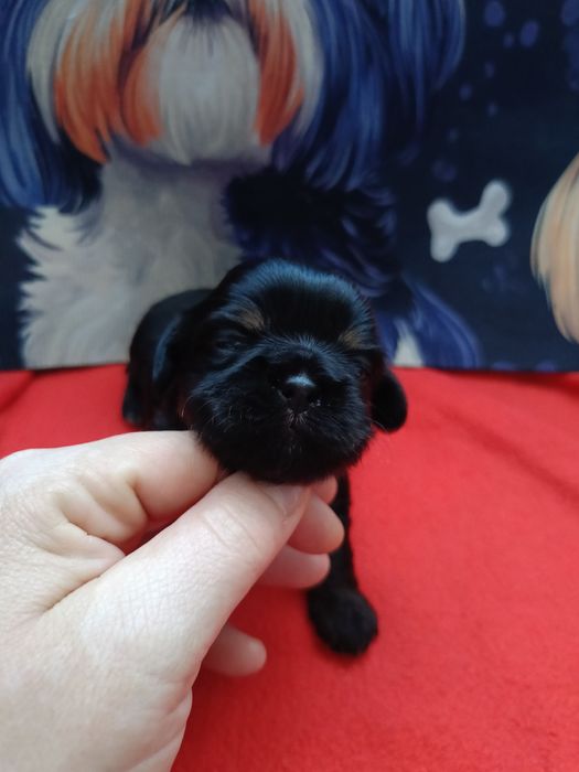 Szczeniaki Shih Tzu