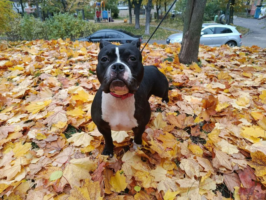 Девочка булли ищет ответственную семью