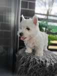West Highland white terrier. SUCZKA. Badania CMO.