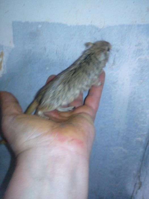 Декоративні кольорові миші піщанки