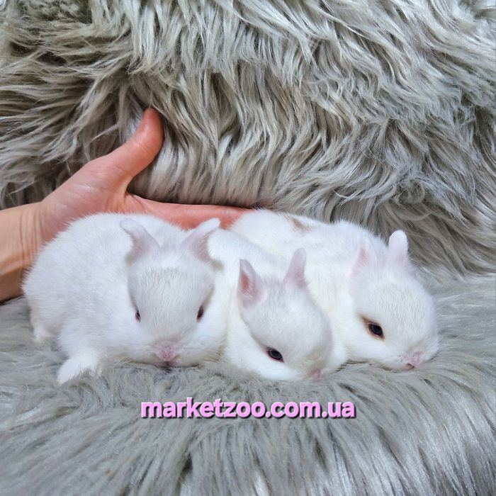 Міні кроленята Mini NDR карликовые карликовий карликові кроленята