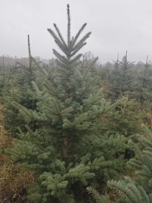 Świerk Srebrny Hurt i Detal